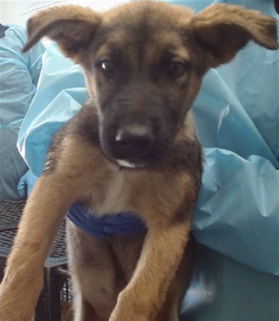 Photo of Senior Shepherd, adoptable Shepherd in Devore, California
