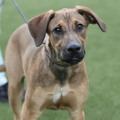 Photo of Pumpkin, adoptable Treeing Walker Coonhound in Modesto, California