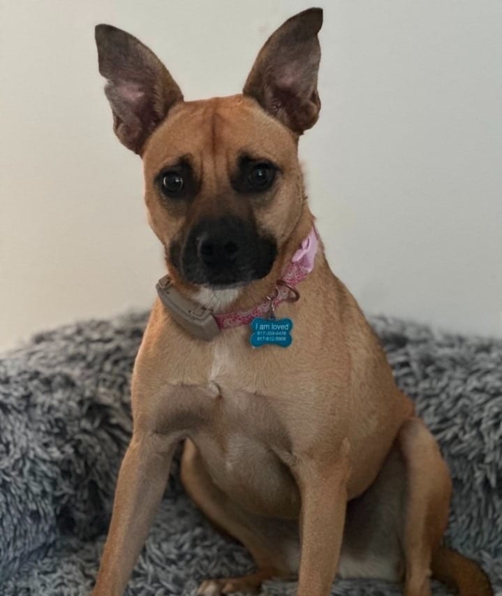 Photo of Shauna, adoptable Black Mouth Cur in Mena, Arkansas