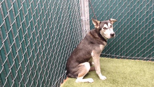 Photo of MO, adoptable Siberian Husky in Downey, California