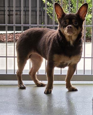 Photo of Cookie, adoptable Chihuahua in San Martin, California