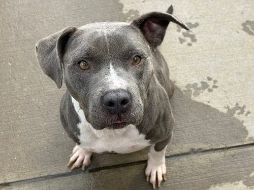 Photo of Ralph, adoptable Pit Bull Terrier in Tulsa, Oklahoma