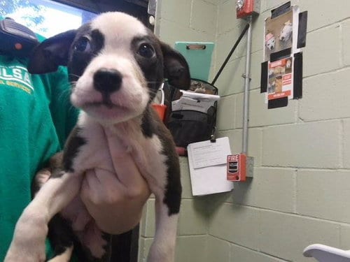 Photo of Brian, adoptable Pit Bull Terrier in Tulsa, Oklahoma