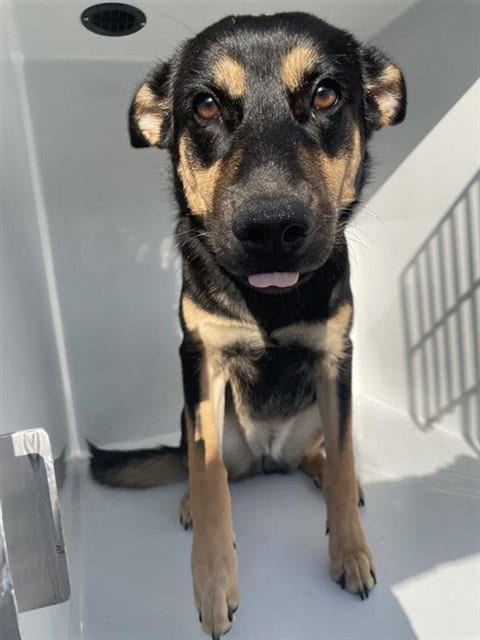 Photo of A663619, adoptable German Shepherd Dog in Houston, Texas