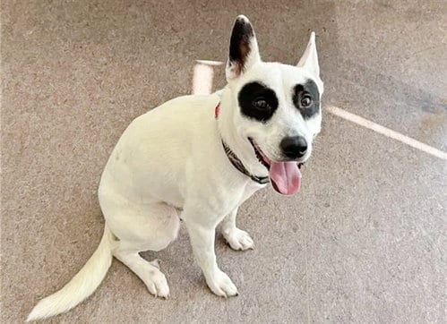 Photo of Bandit, adoptable Siberian Husky in St. Louis, Missouri