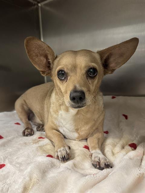 Photo of Bobbie, adoptable Chihuahua in Riverside, California