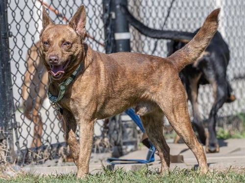 Photo of Bingo, adoptable Terrier in Haw River, North Carolina