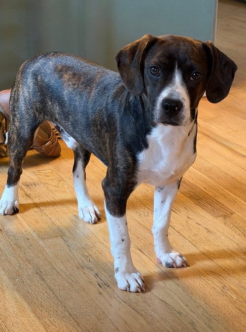 Photo of Chachi Boy, adoptable Boston Terrier in Omaha, Nebraska
