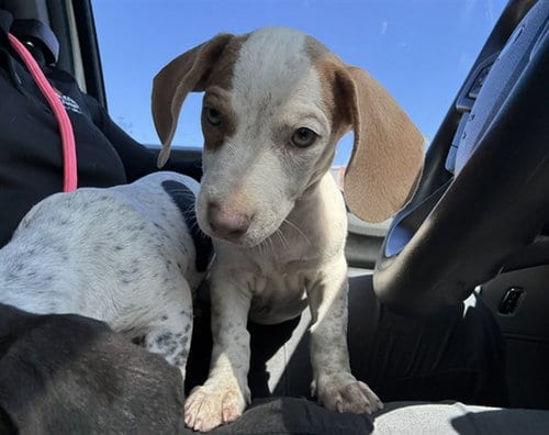 Photo of A5171448, adoptable German Shorthaired Pointer in Phoenix, Arizona