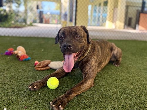 Photo of Dorothy, adoptable Plott Hound in Tavares, Florida