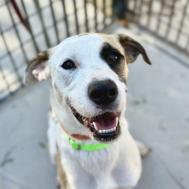 Photo of Luna, adoptable dog