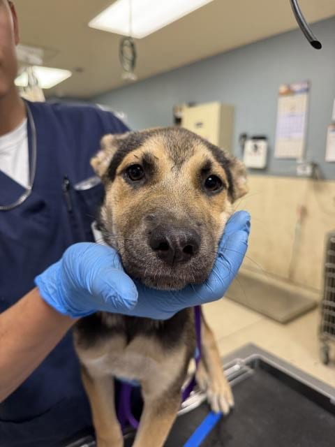 Photo of Raven, adoptable German Shepherd Dog in Riverside, California