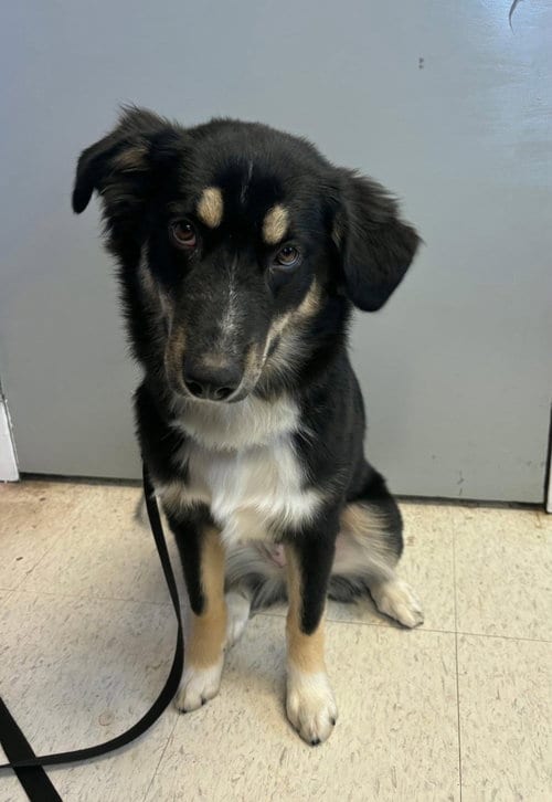 Photo of Katie, adoptable German Shepherd Dog in St Clairsville, Ohio