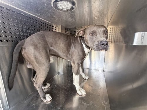 Photo of Cisco, adoptable American Pit Bull Terrier in Phoenix, Arizona