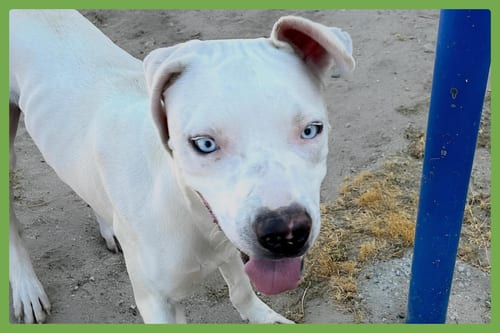 Photo of LaCroix, adoptable American Pit Bull Terrier in Amherst, Massachusetts