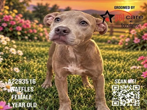 Photo of Waffles, adoptable Pit Bull Terrier in Los Angeles, California