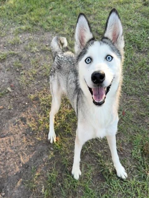Photo of Mittens, adoptable Siberian Husky in Conroe, Texas
