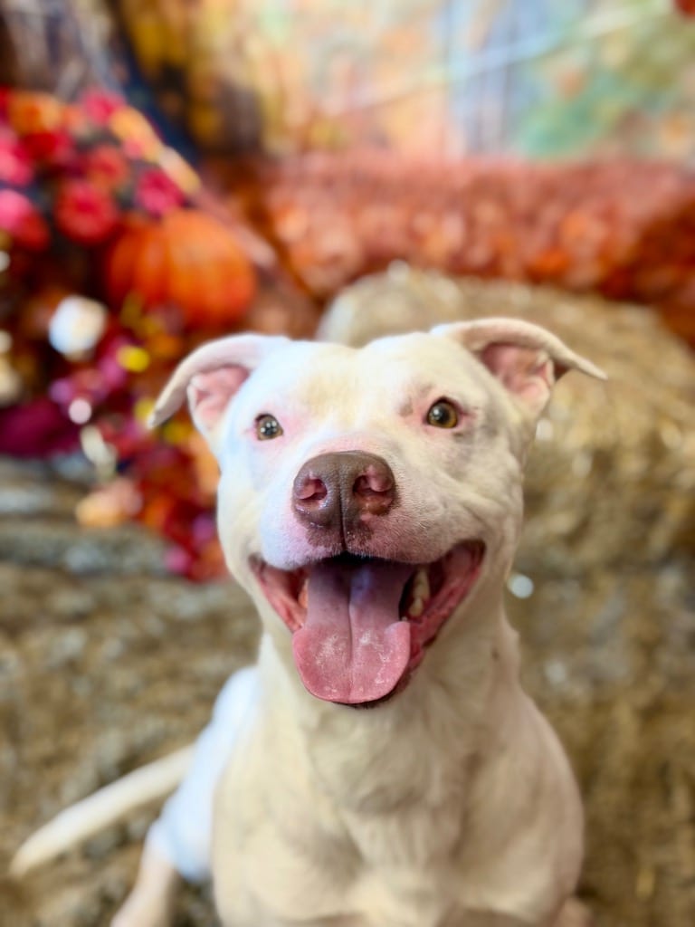 Photo of Peter, adoptable Terrier in Wintersville, Ohio