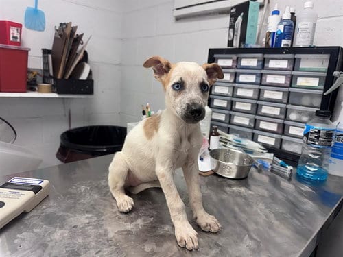 Photo of Crystal, adoptable Australian Cattle Dog/Blue Heeler in San Andreas, California
