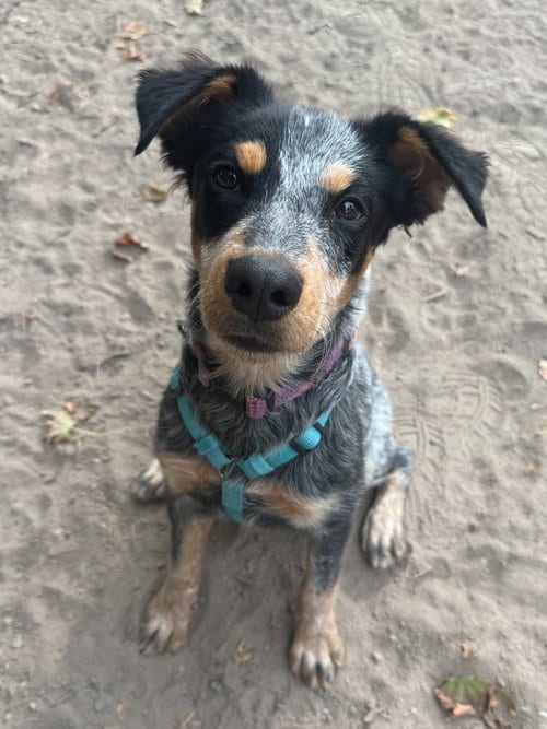 Photo of Marshall, adoptable Hound in Salt Lake City, Utah