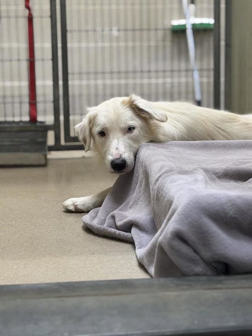 Photo of Ross, adoptable Border Collie in Lompoc, California