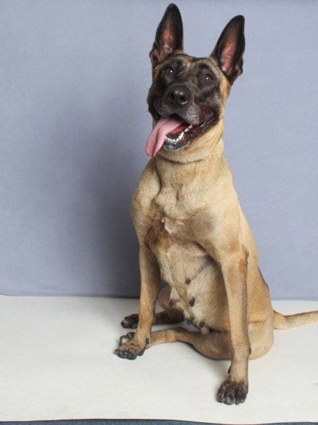 Photo of Dior, adoptable Belgian Shepherd Malinois in Burbank, California