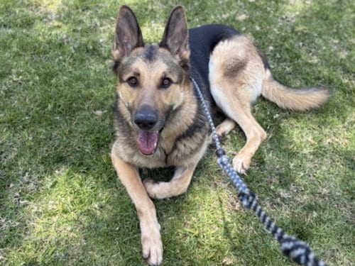 Photo of Kai, adoptable German Shepherd Dog in Los Angeles, California