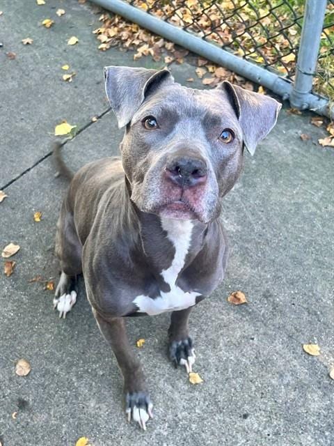 Photo of Livie, adoptable American Pit Bull Terrier in Chicago, Illinois