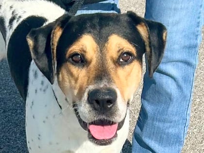 Photo of Trucker, adoptable dog in Georgetown, Texas