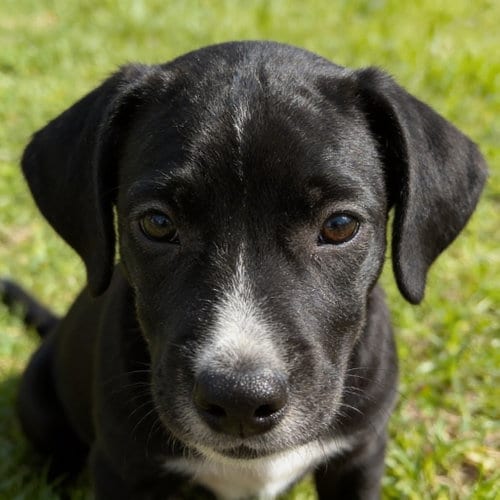 Photo of Duke, adoptable Border Collie in Chandler, Arizona