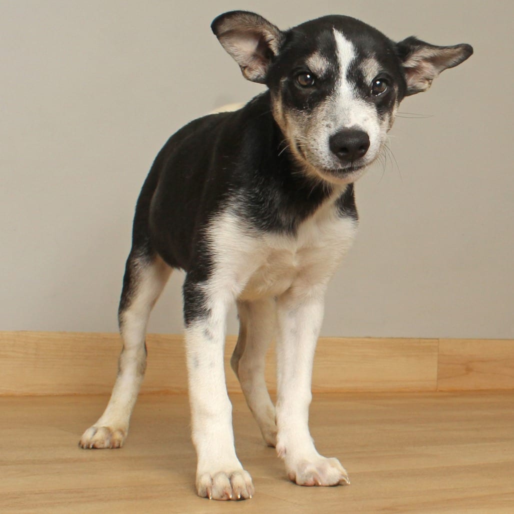 Photo of Erin D70214, adoptable Hound, Plott / Mixed Breed (Medium) in Minnesota, Minnesota