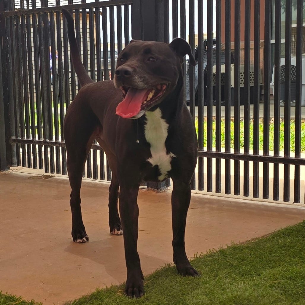 Photo of Liam, adoptable Retriever, Labrador / Mix in San Antonio, Texas