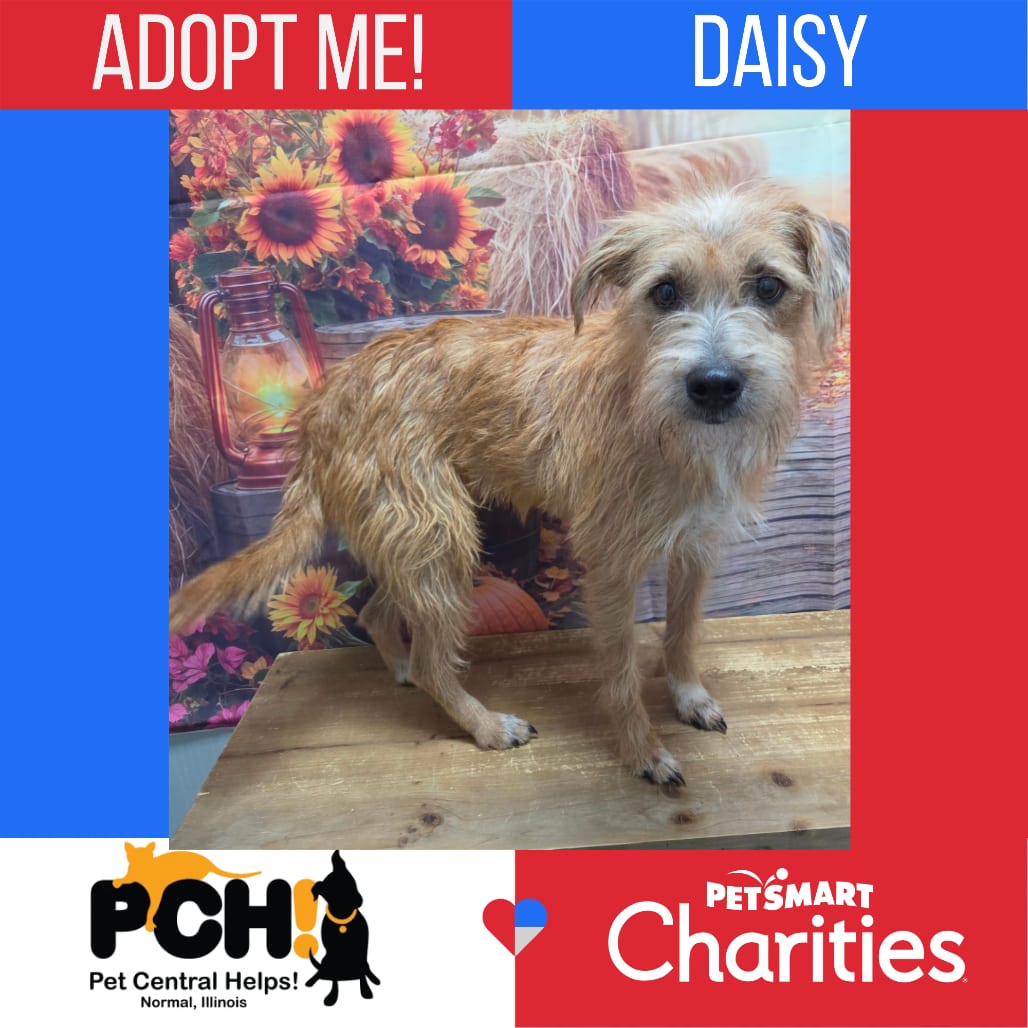 Photo of Daisy, adoptable Terrier / Mixed Breed (Medium) in Normal, Illinois
