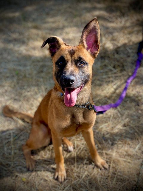 Photo of Lacey, adoptable Belgian Shepherd Malinois in San Andreas, California