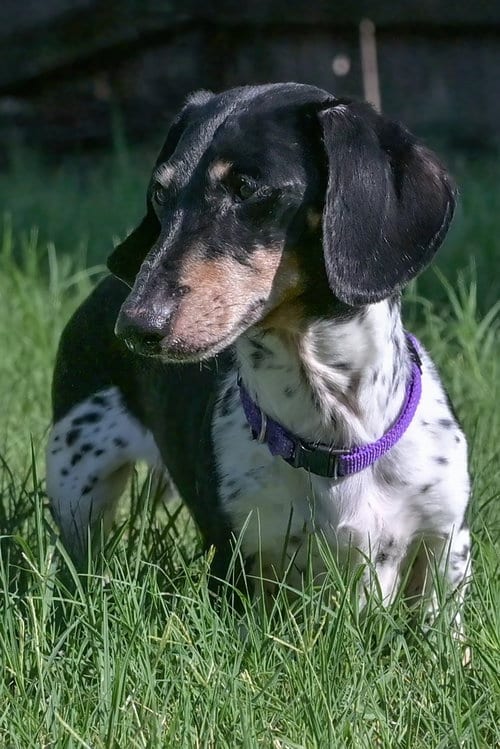 Photo of Jabba, adoptable Dachshund in Humble, Texas
