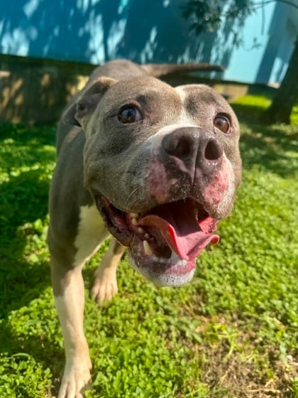 Photo of Majestic, adoptable Terrier in New Orleans, Louisiana
