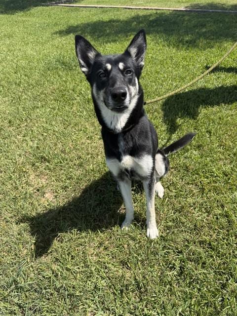 Photo of Nova, adoptable German Shepherd Dog in Pasadena, Texas