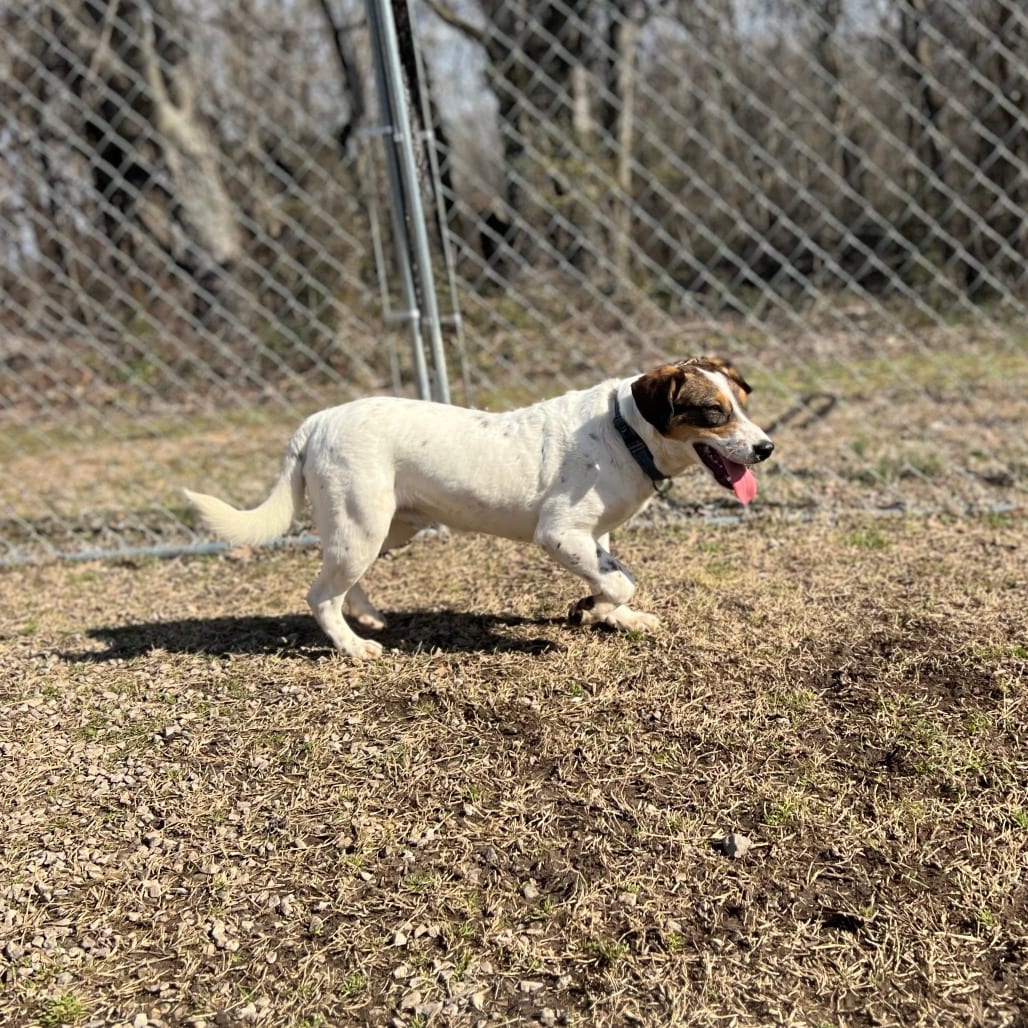 Photo of Simon, adoptable Mixed Breed (Medium) in Cape Girardeau area, Missouri