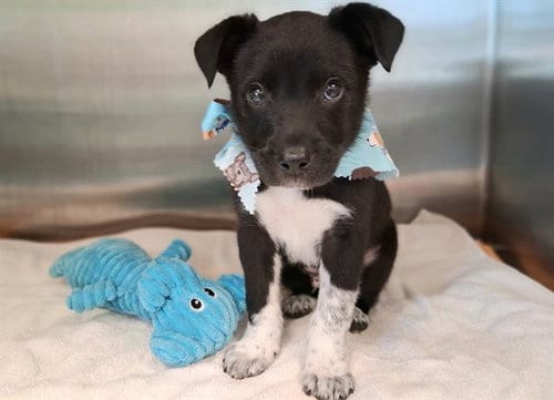 Photo of Little Brian, adoptable Labrador Retriever in Orange, California