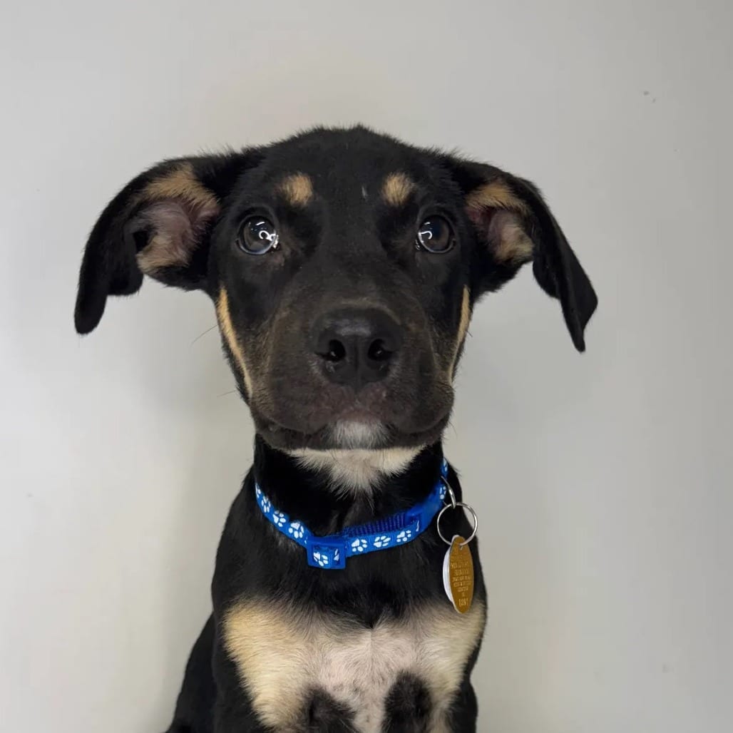Photo of Gumbo, adoptable Mixed Breed (Medium) in St. Charles, Missouri