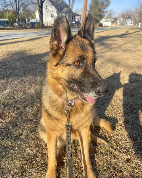 Photo of Sadie, adoptable German Shepherd Dog in Millburn, New Jersey