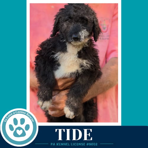 Photo of Tide (Seashore Squad) 101726, adoptable Poodle (unknown type) in Kimberton, Pennsylvania