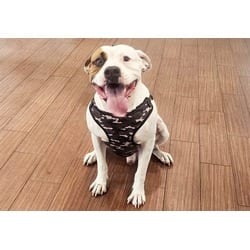 Photo of Beasley, adoptable American Staffordshire Terrier American Pit Bull Terrier in Ft Lauderdale, Florida