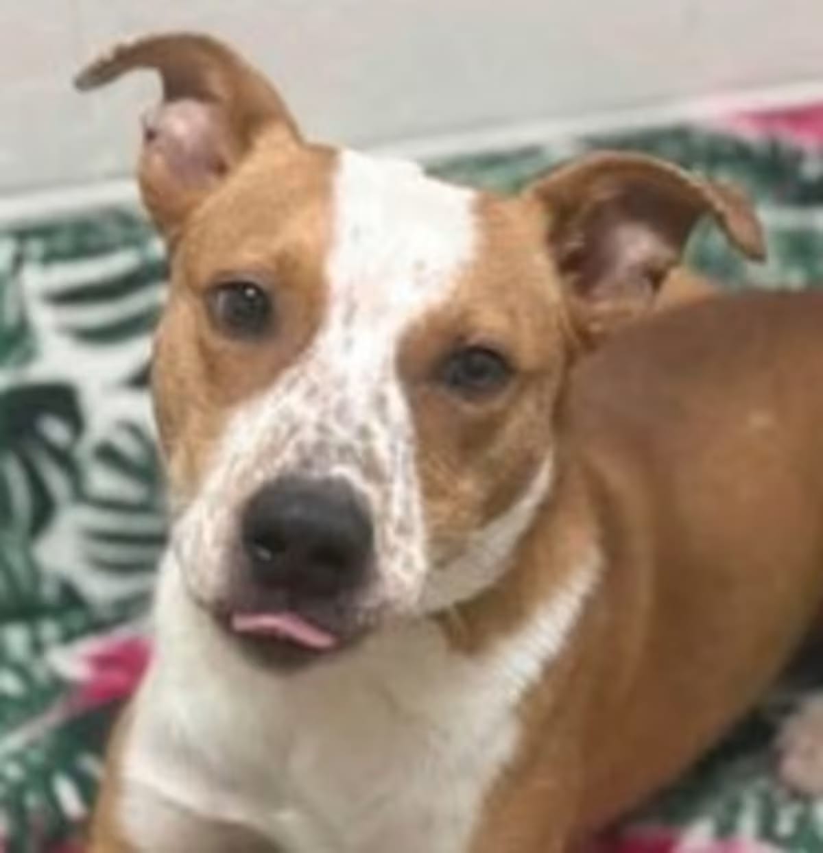 Photo of Jigsaw, adoptable Labrador Retriever/Australian Cattle Dog in Frederick, Maryland