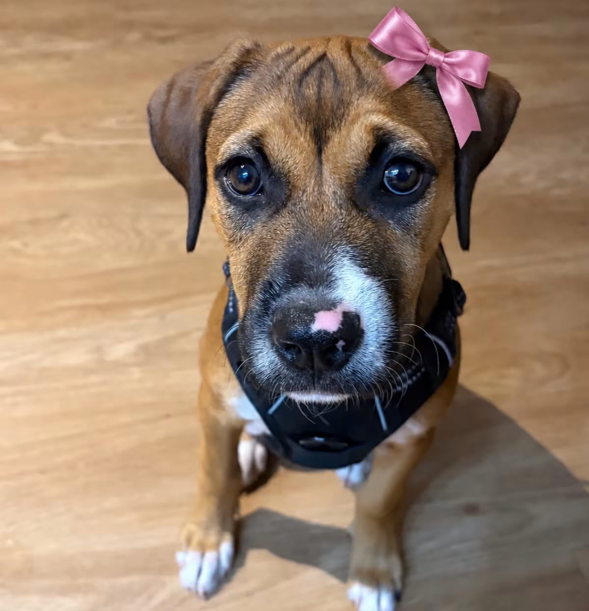 Photo of Bindi, adoptable Mixed Breed (Medium) in Dumont, New Jersey