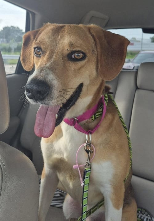 Photo of Clyde, adoptable Beagle in St. Louis, Missouri