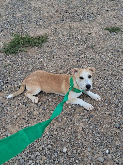 Photo of Coco, adoptable Corgi in Mountainair, New Mexico