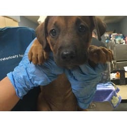 Photo of Rosie, adoptable Shepherd (Unknown Type) in Jurupa Valley, California