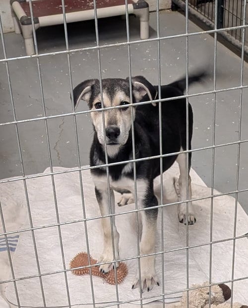 Photo of Arlen, adoptable Husky in Yreka, California