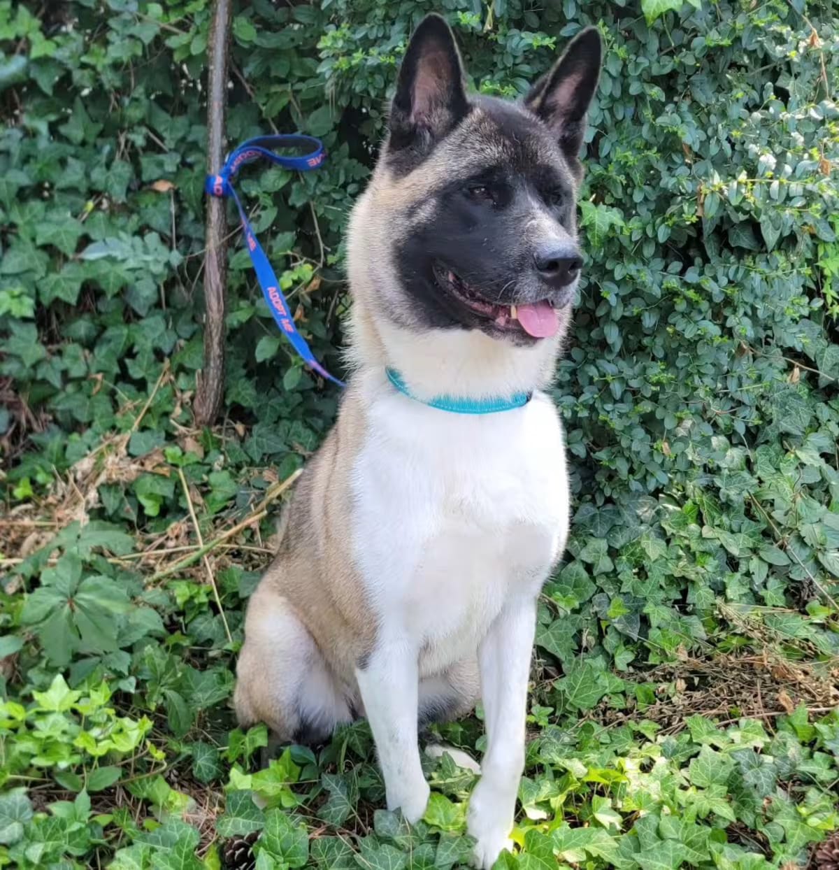 Photo of Sable, adoptable Akita in Chesapeake, Virginia